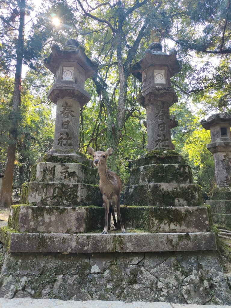 Nara park, Japan. Wild deer. 